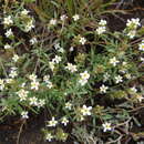 Image of Melanospermum transvaalense (Hiern) O. M. Hilliard