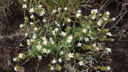 Image of Melanospermum transvaalense (Hiern) O. M. Hilliard