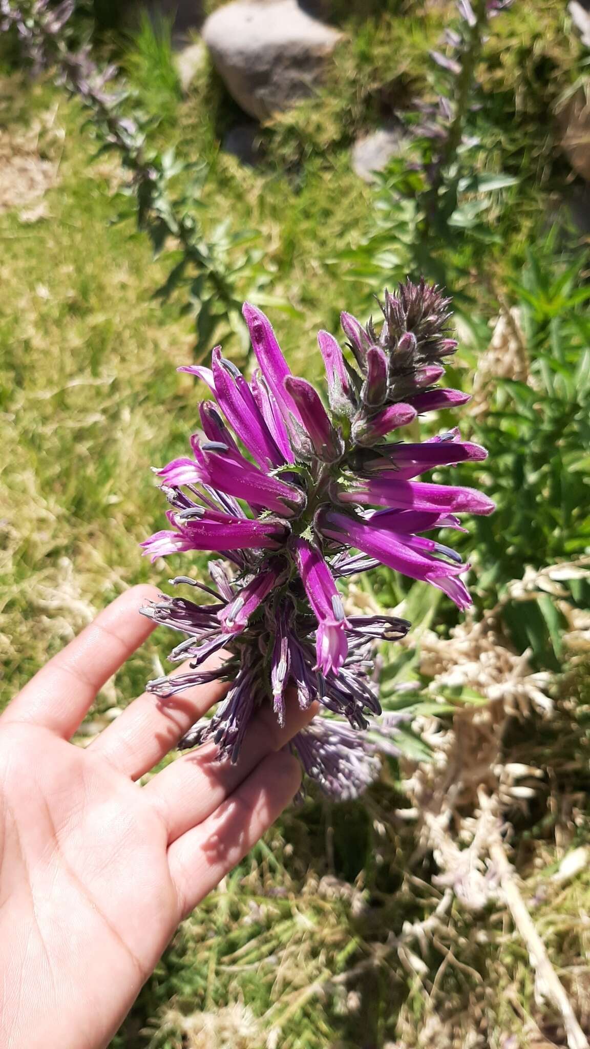 Image of Lobelia decurrens Cav.