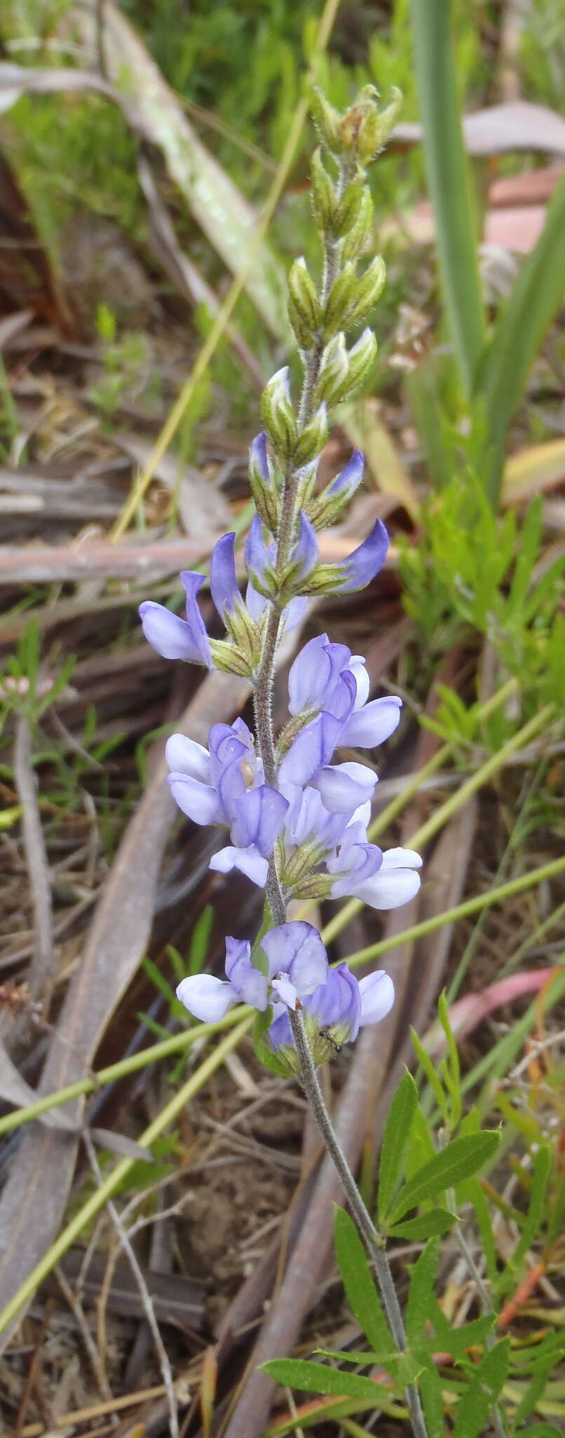 Image of Otholobium racemosum (Thunb.) C. H. Stirt.