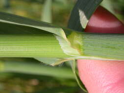 Image of wild oat