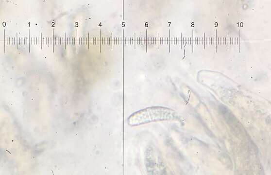 Image of Spumatoria longicollis Massee & E. S. Salmon 1901