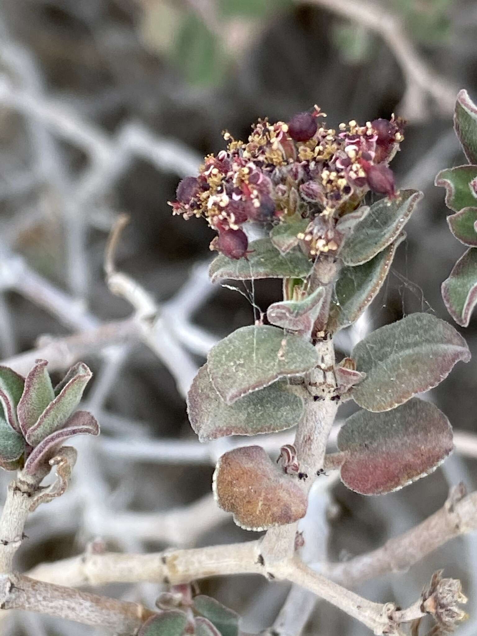 صورة Euphorbia tomentulosa S. Watson