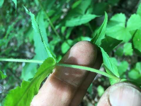 Image of Small's beardtongue