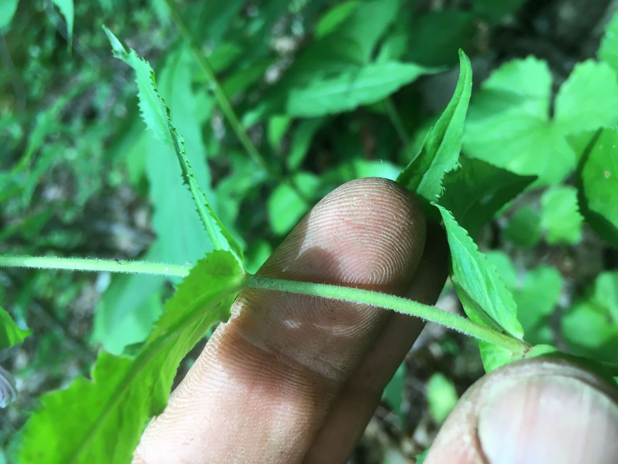 Image of Small's beardtongue