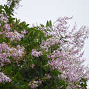 Image de Lagerstroemia floribunda Jack