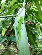 Plancia ëd Phelsuma grandis Gray 1870