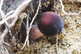 Image of Tylopilus atroviolaceobrunneus Y. C. Li & Zhu L. Yang 2016