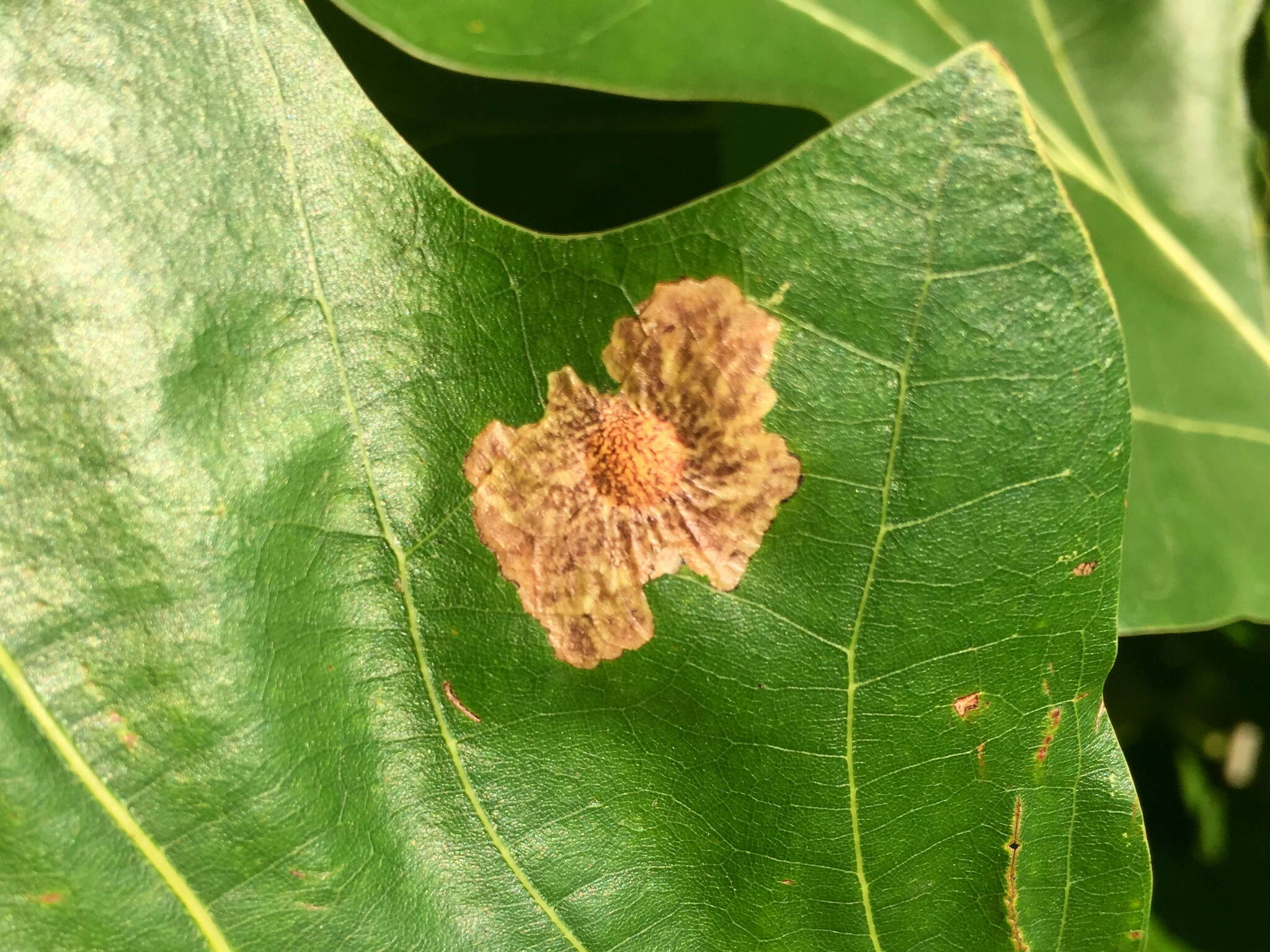 Image of Oak Blotch Miner