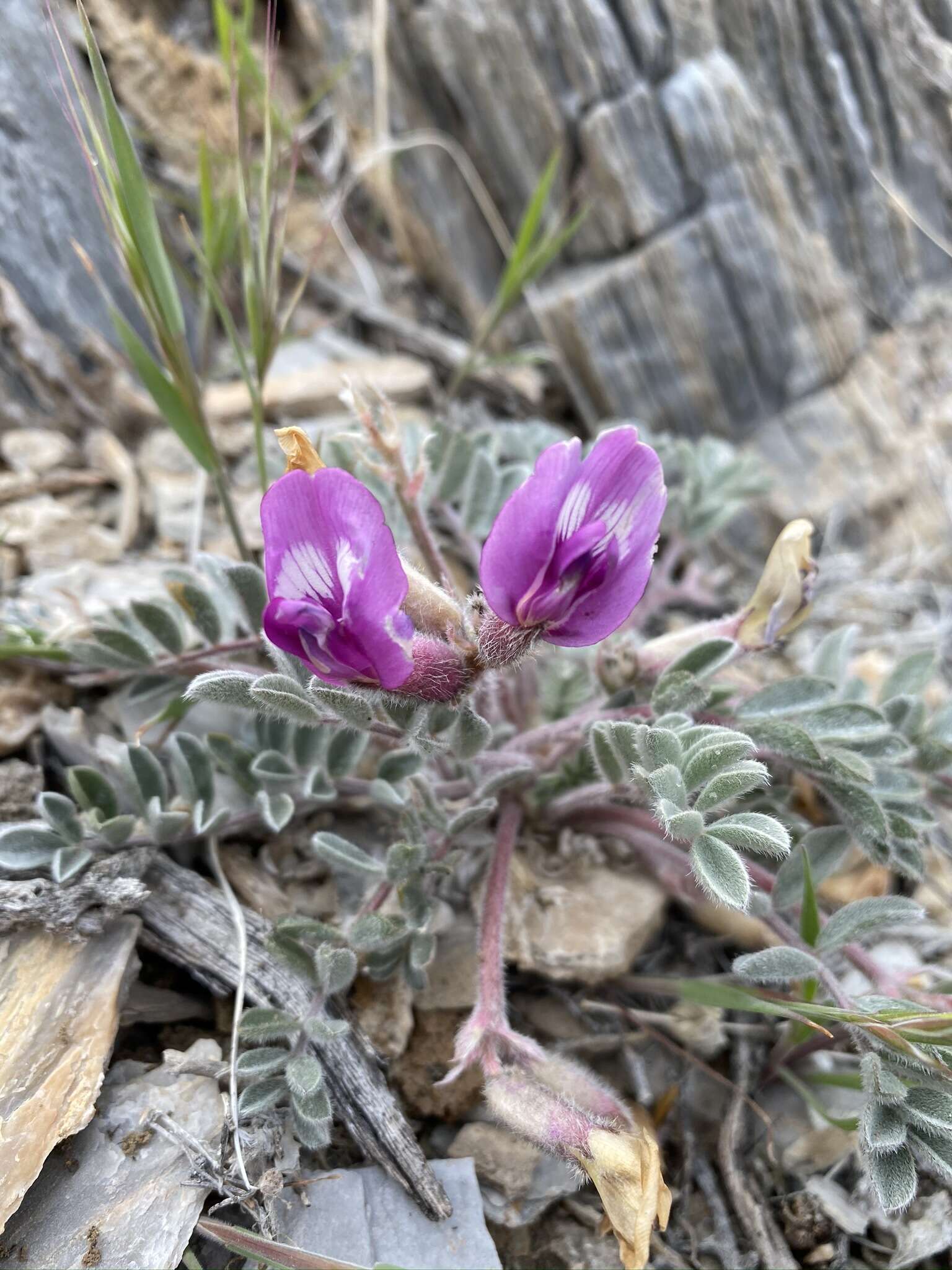 Image of Newberry's milkvetch