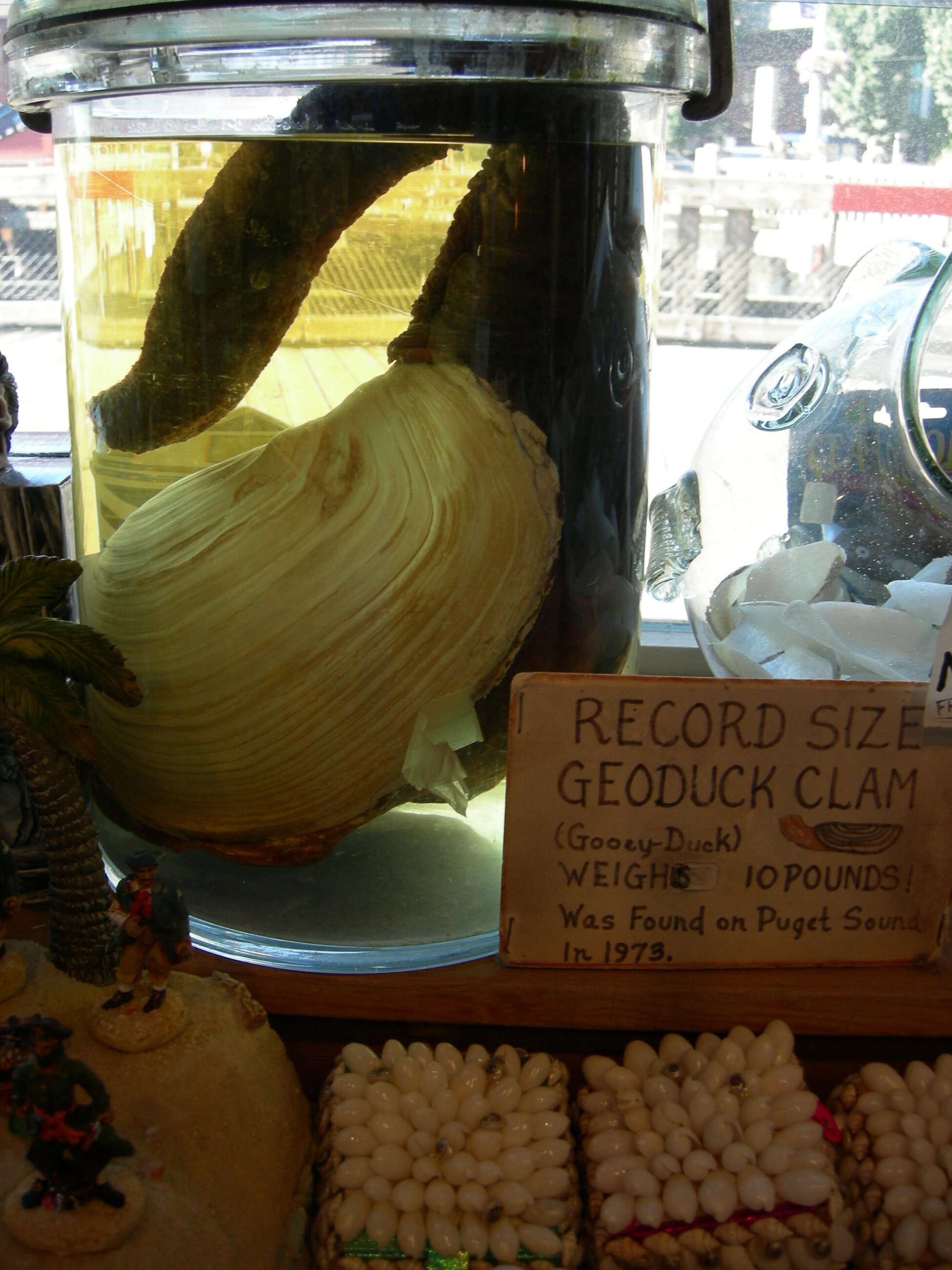 Image of Pacific Geoduck