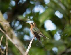 Phaethornis idaliae (Bourcier & Mulsant 1856) resmi