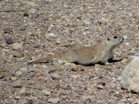 Image of Xerospermophilus Merriam 1892