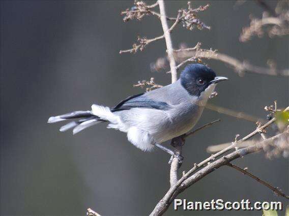 Image of Black-eared Sibia