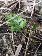 Image of pineland fern