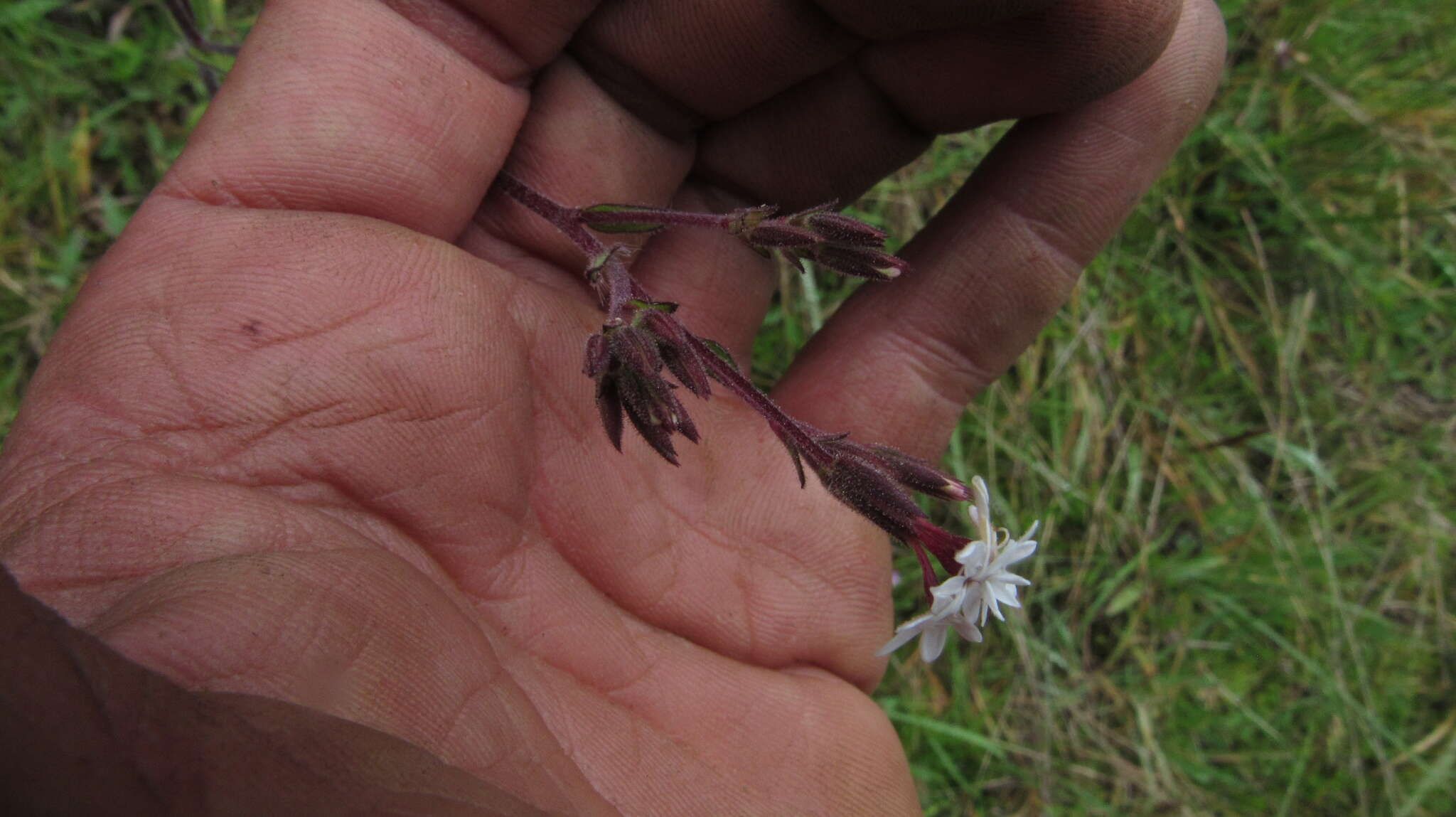 Image de Stevia elatior Kunth