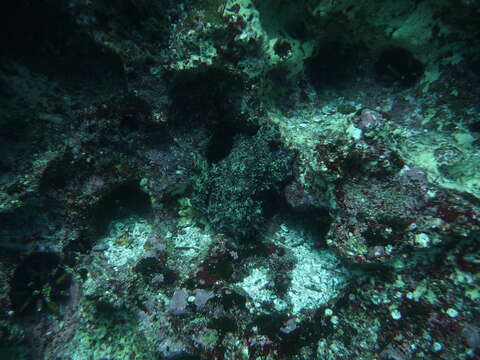 Image of Galapagos Reef Octopus