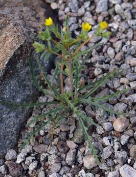 Image of whitestem blazingstar