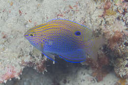 Image of Ocellate damselfish