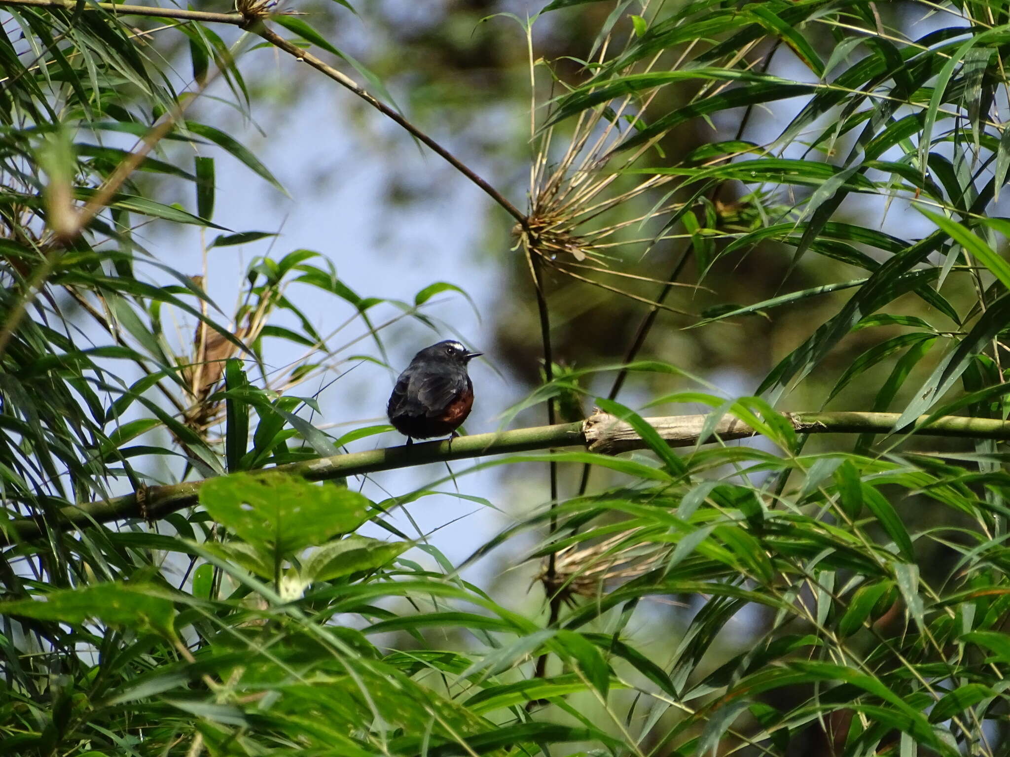 Image of Slaty-backed Chat-Tyrant