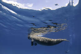 Image of Dugongs