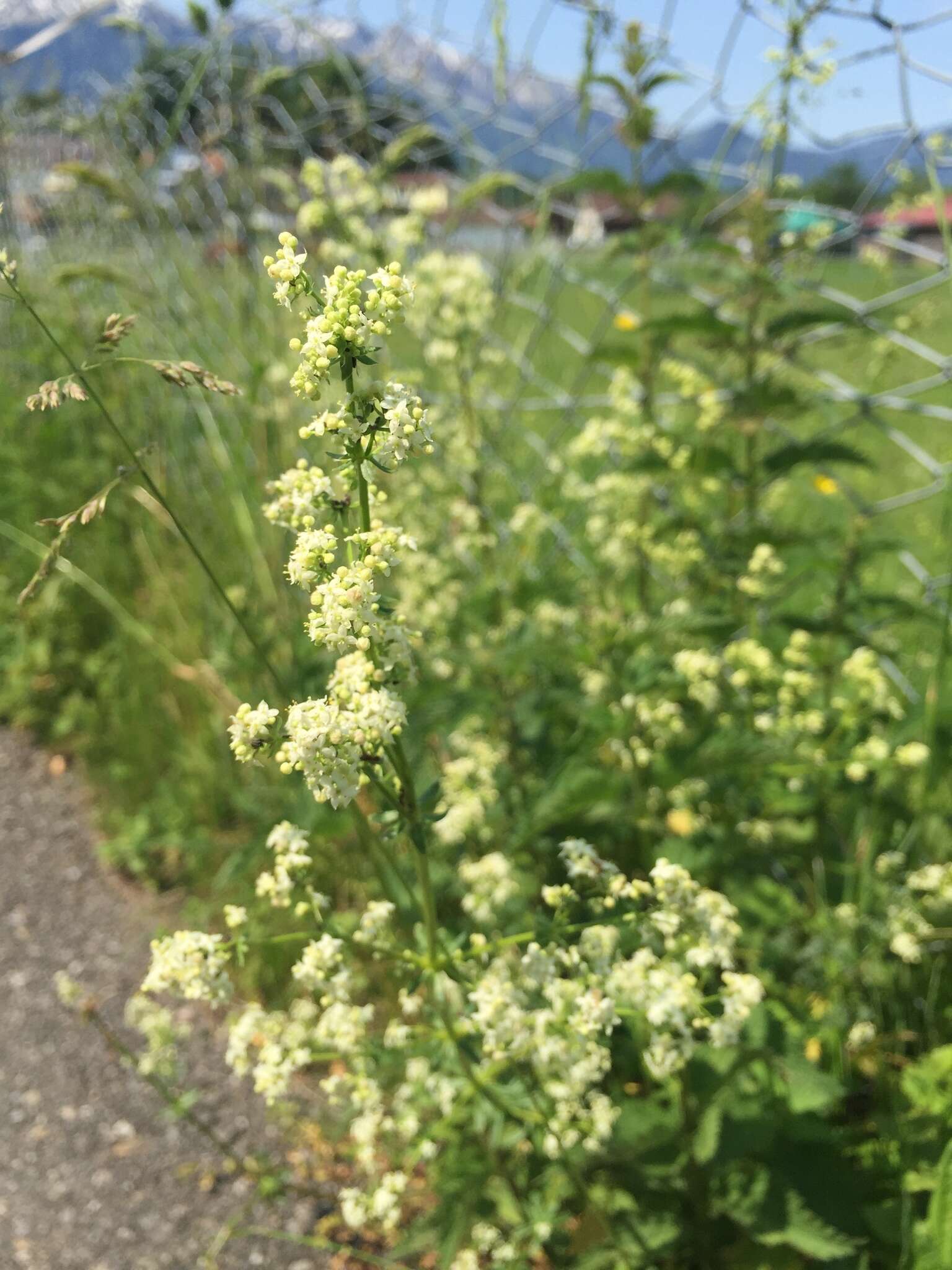 Image of white bedstraw