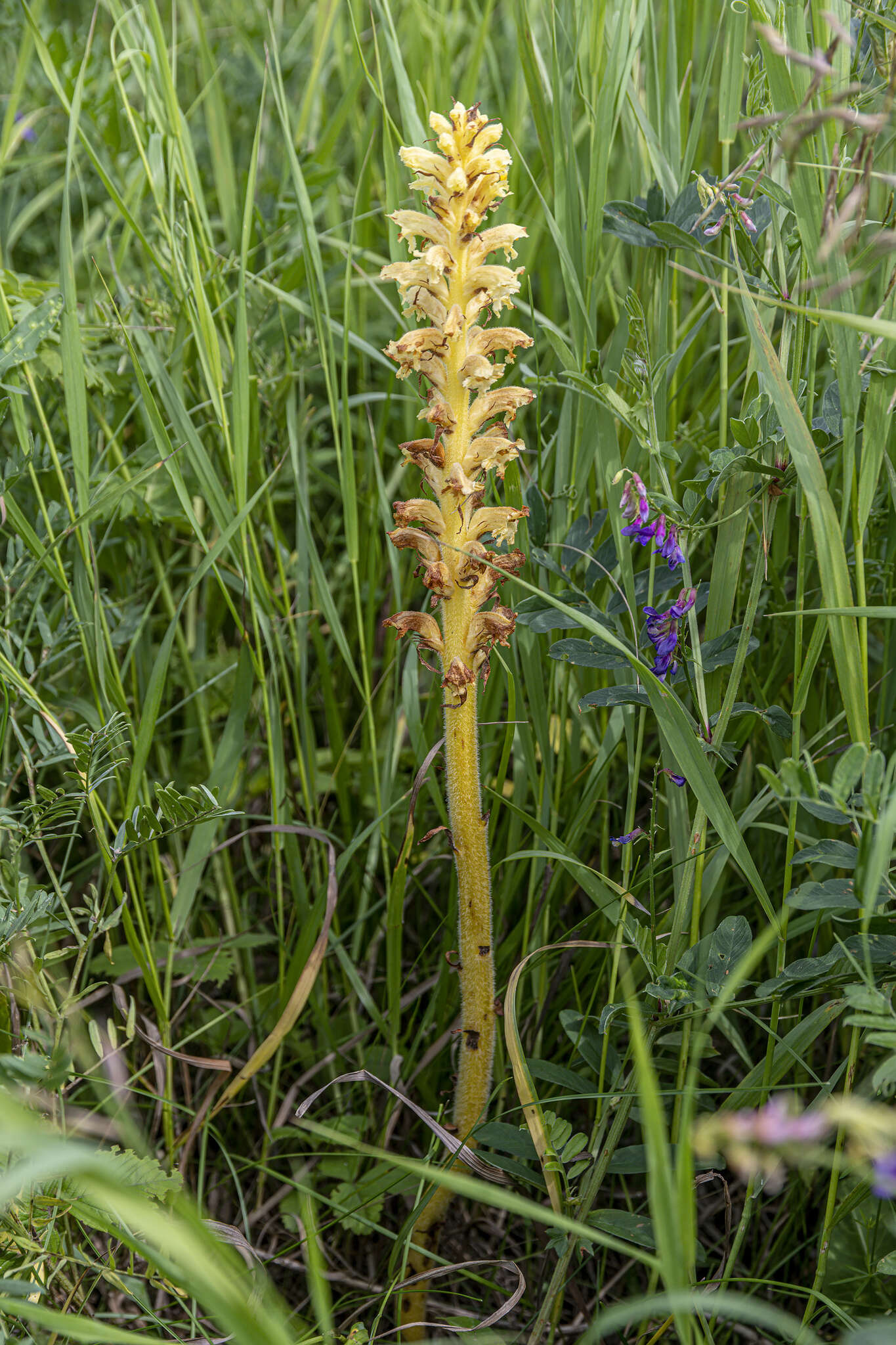 Слика од Orobanche alsatica subsp. libanotidis (Ruprecht) Pusch