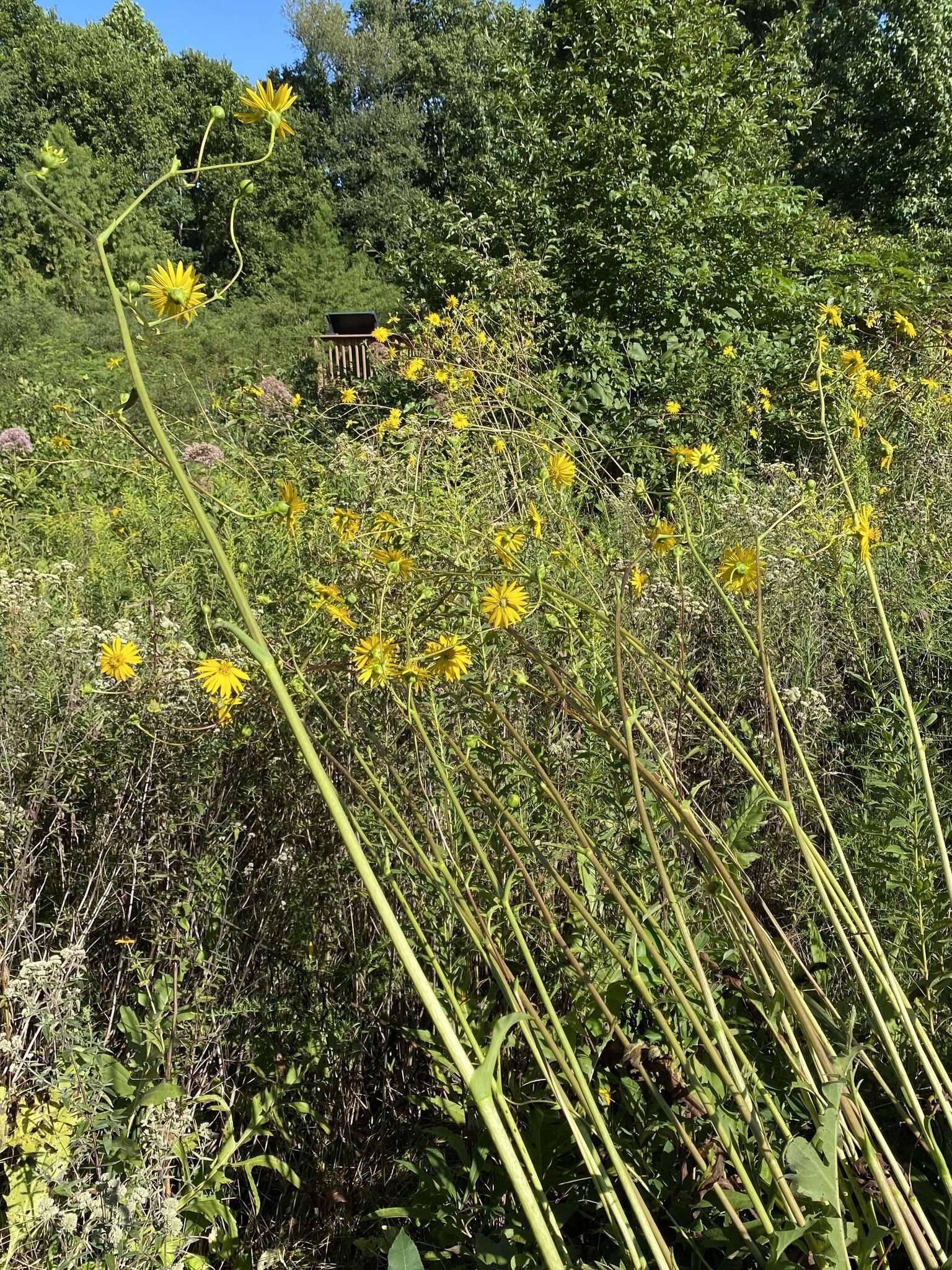 Silphium terebinthinaceum var. pinnatifidum (Ell.) A. Gray resmi