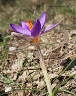 Image of early crocus