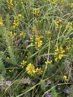 Image of Dwarf Gorse