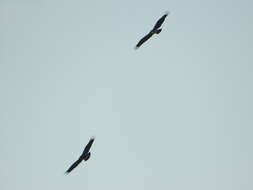 Image of Spanish Imperial Eagle