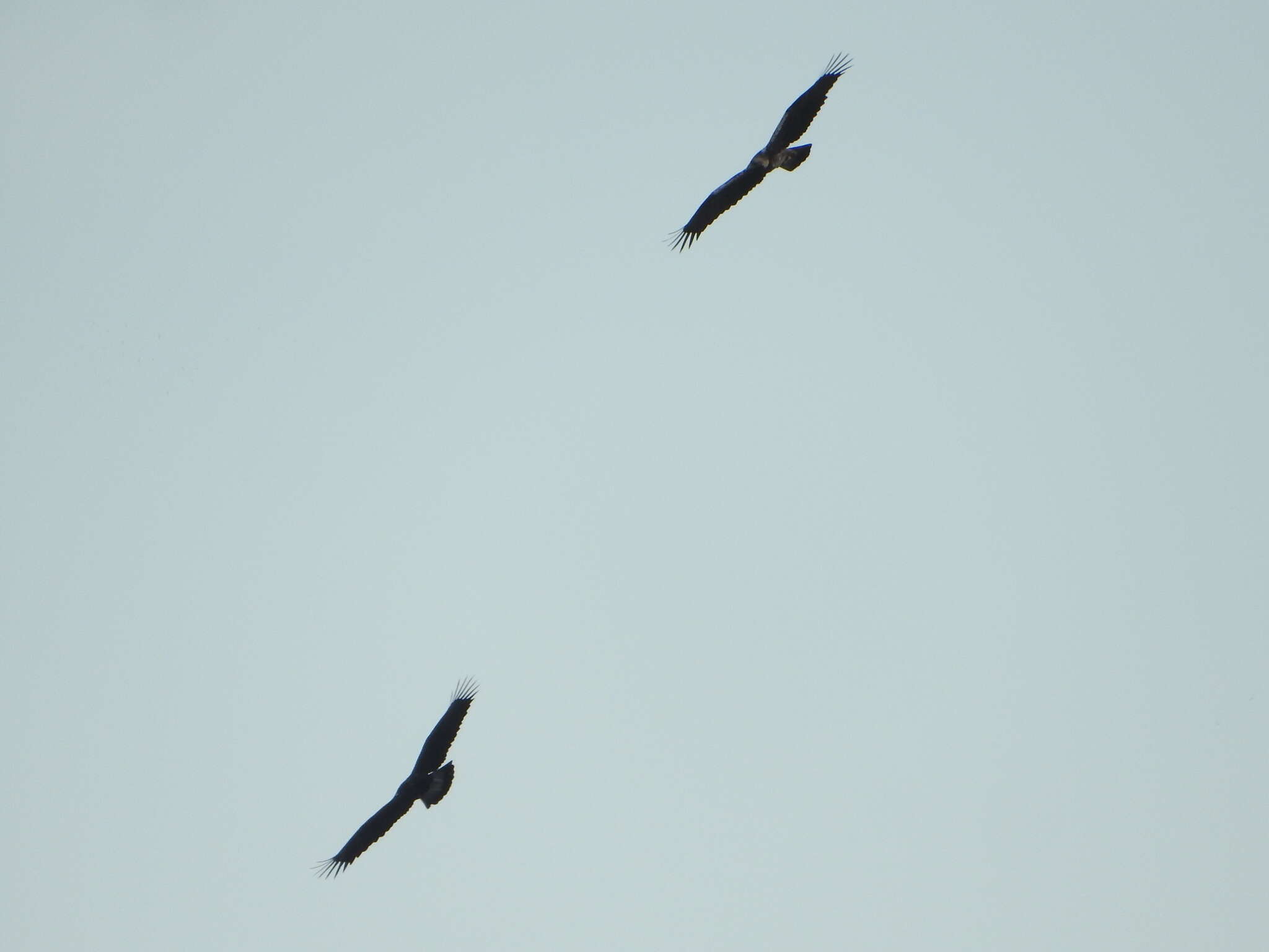 Image of Spanish Imperial Eagle