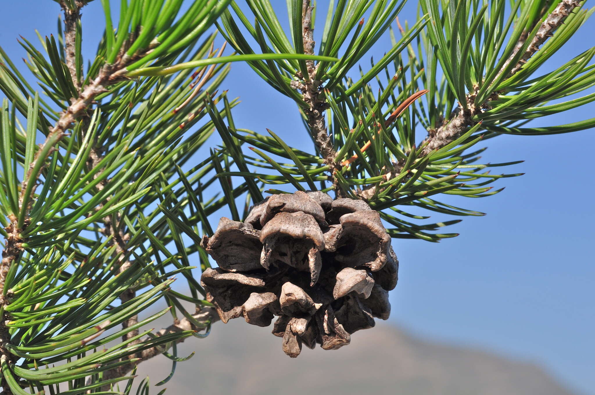 صورة Pinus remota (Little) D. K. Bailey & Hawksw.