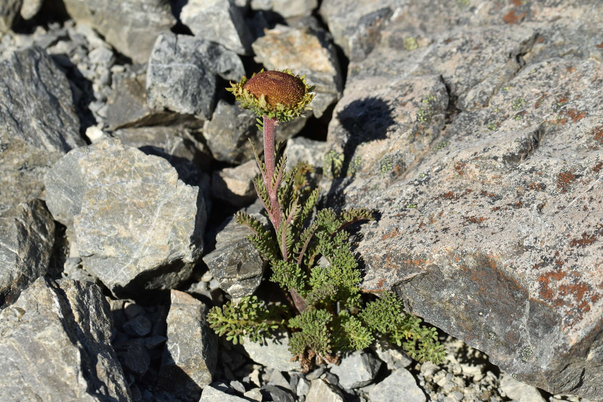 Image of Leptinella dendyi (Cockayne) D. G. Lloyd & C. J. Webb