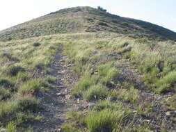 Image of Colorado wildrye