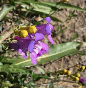 Image of azure penstemon