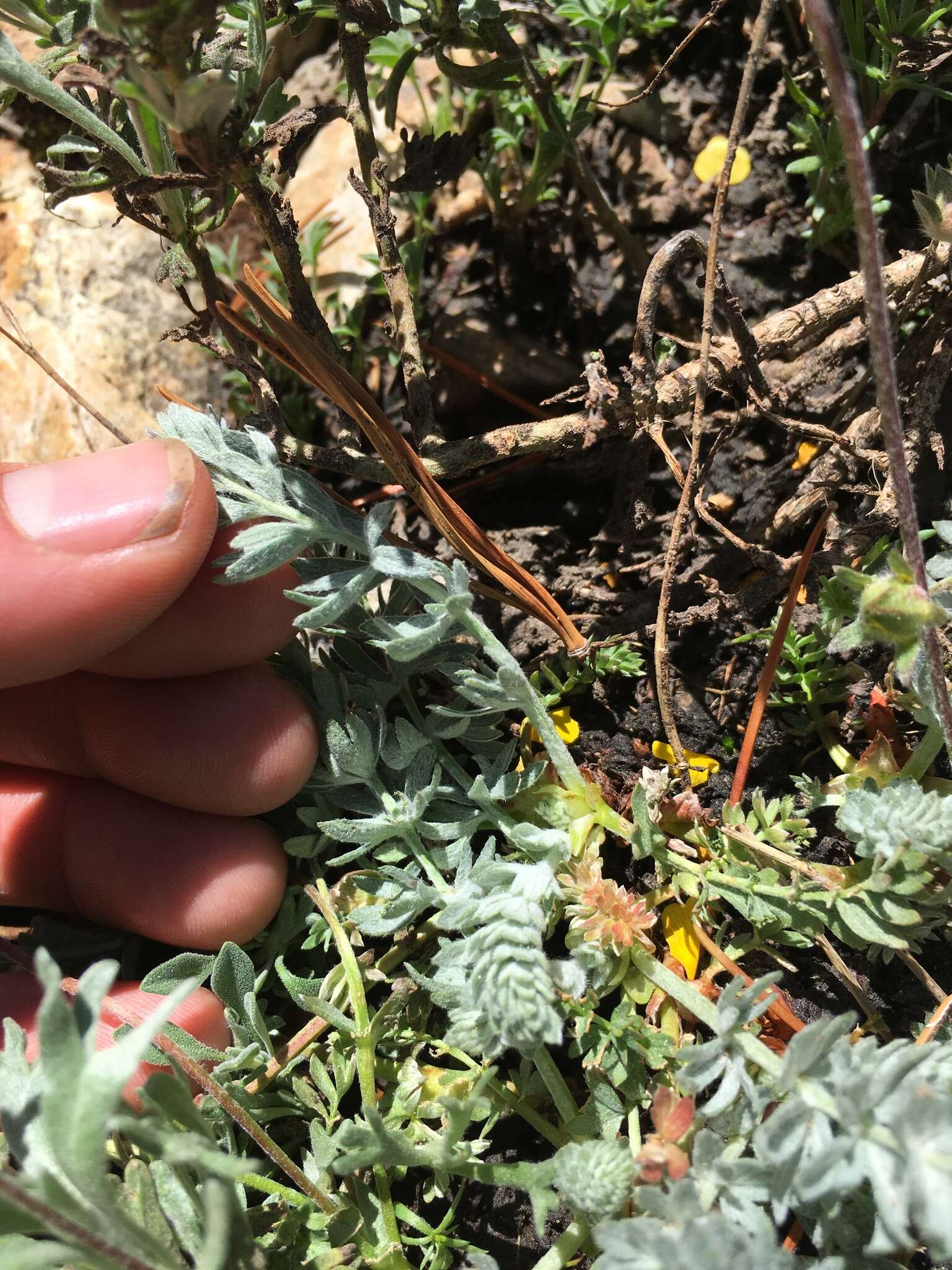 Слика од Potentilla drummondii subsp. breweri (S. Wats.) B. Ertter