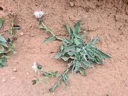 Слика од Centaurea cheiranthifolia Willd.