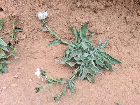 Centaurea cheiranthifolia Willd. resmi