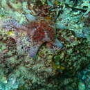 Image of Cushion star