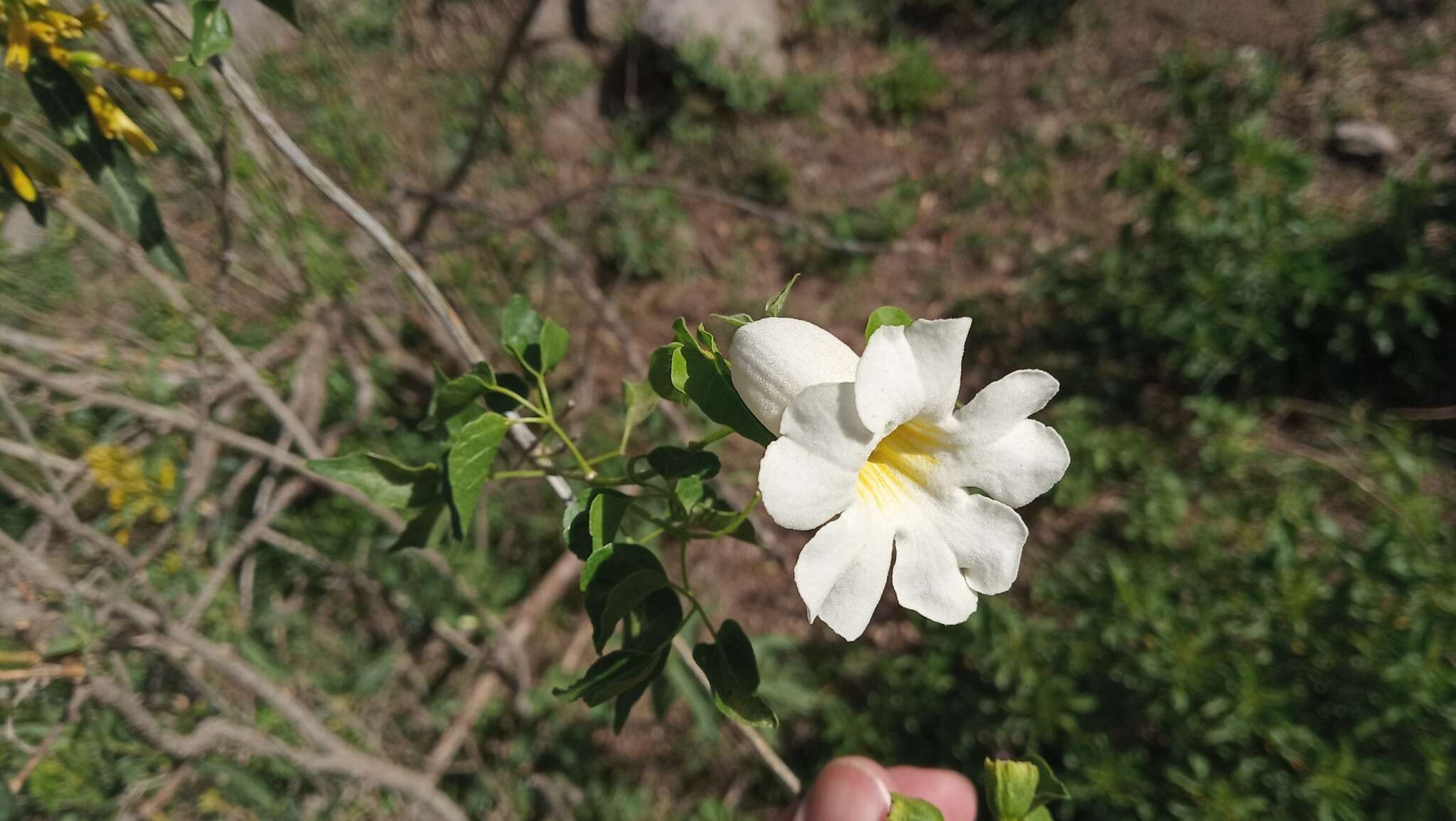 Imagem de Amphilophium carolinae (Lindl.) L. G. Lohmann