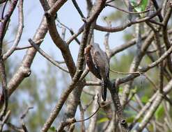 Image of Plaintive Cuckoo