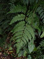 Image of Cornopteris banajaoensis (C. Chr.) K. Iwats. & M. G. Price