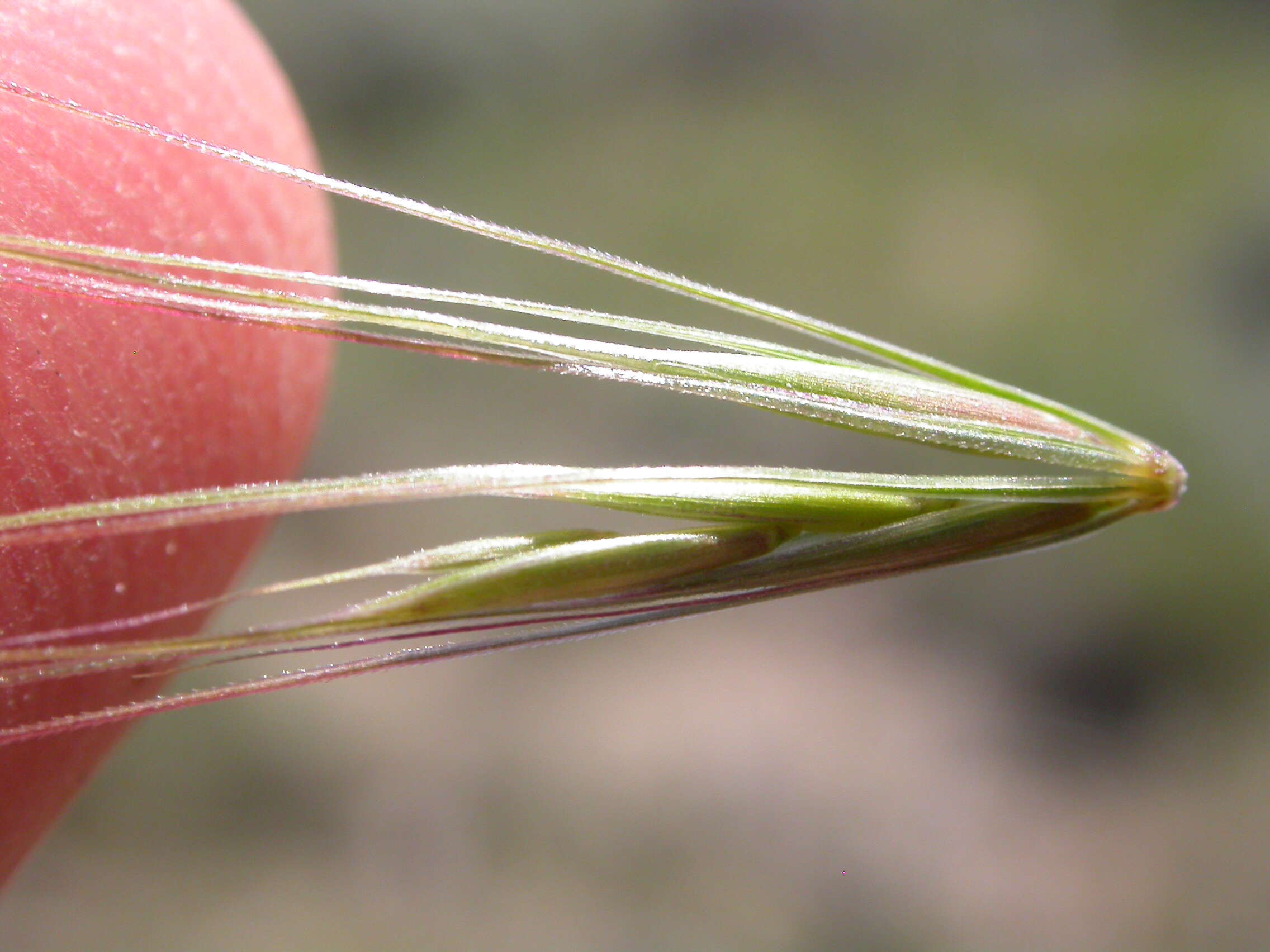 Imagem de Elymus elymoides (Raf.) Swezey