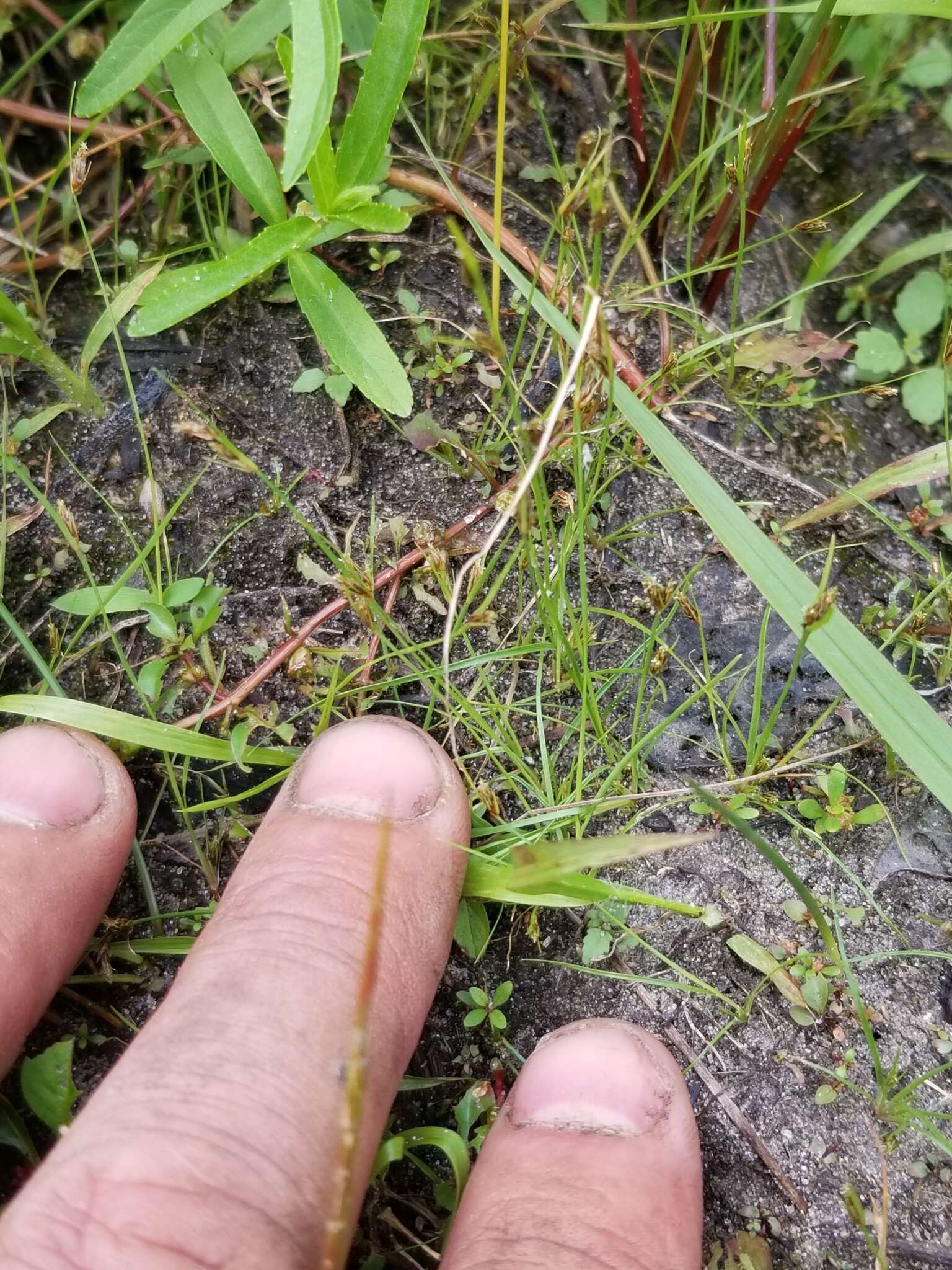 Слика од Fimbristylis autumnalis (L.) Roem. & Schult.