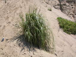 Image of giant wildrye