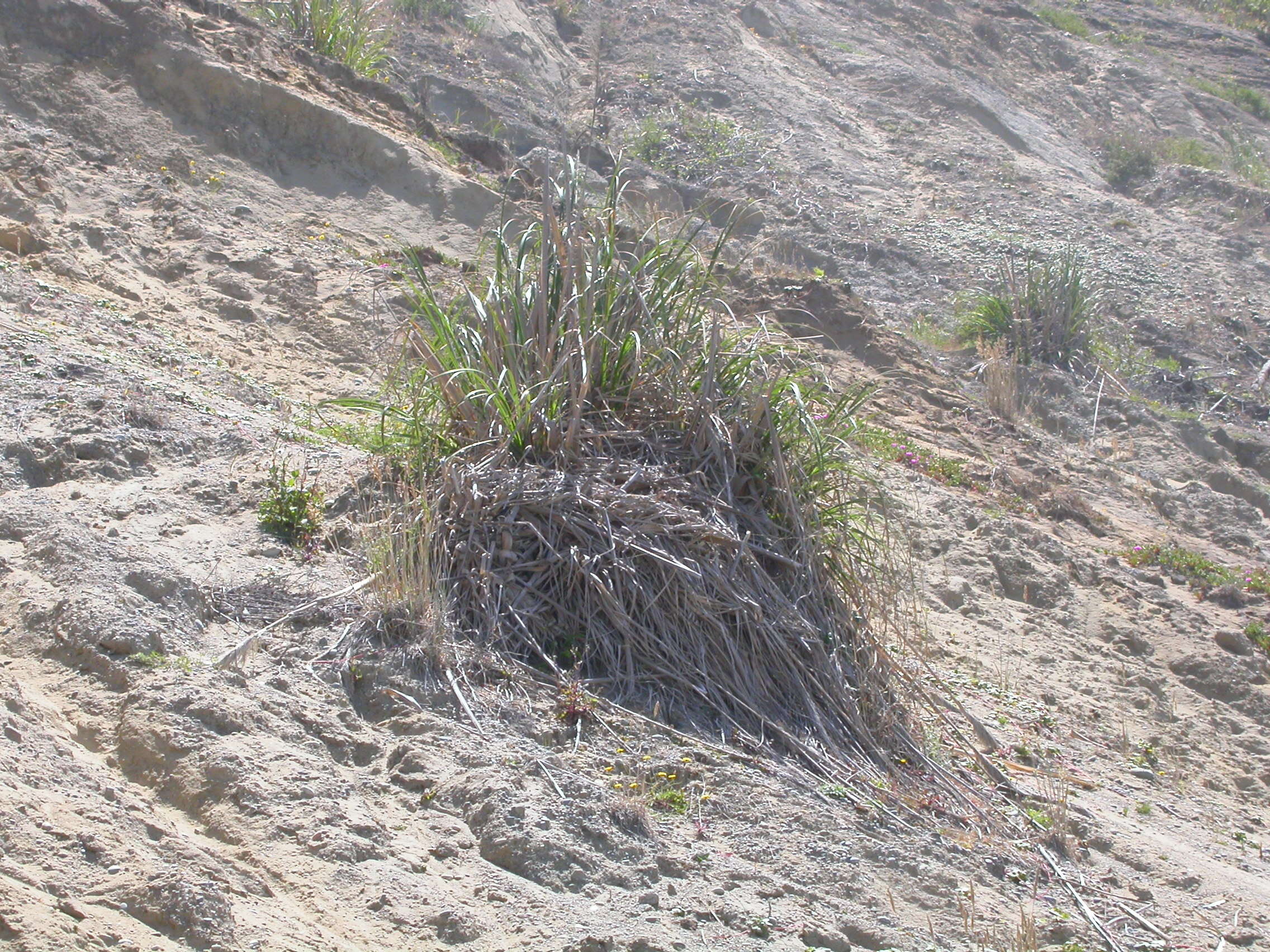 Image of giant wildrye