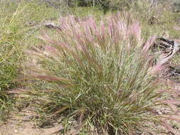 Imagem de Elymus elymoides (Raf.) Swezey