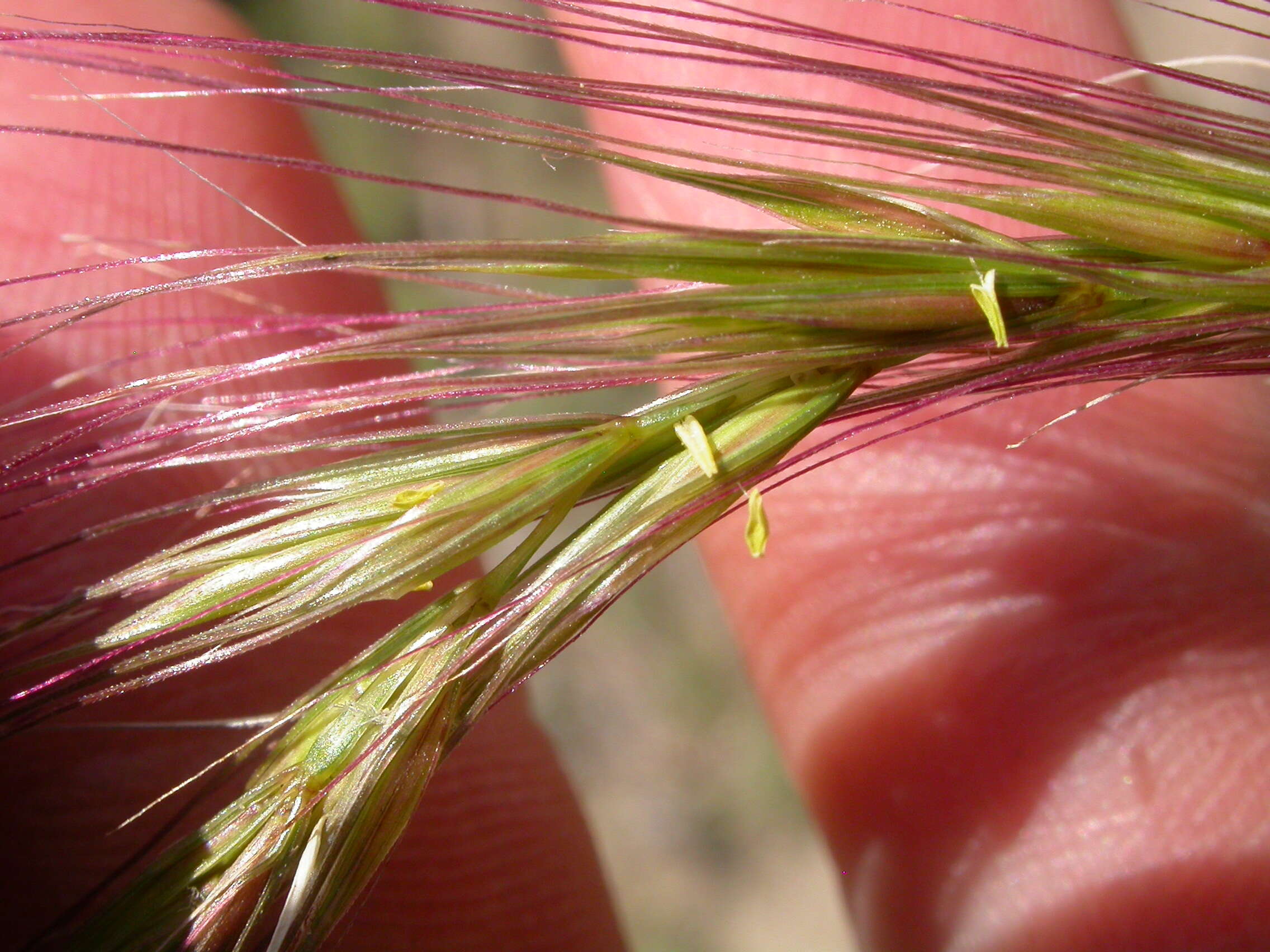 Imagem de Elymus elymoides (Raf.) Swezey