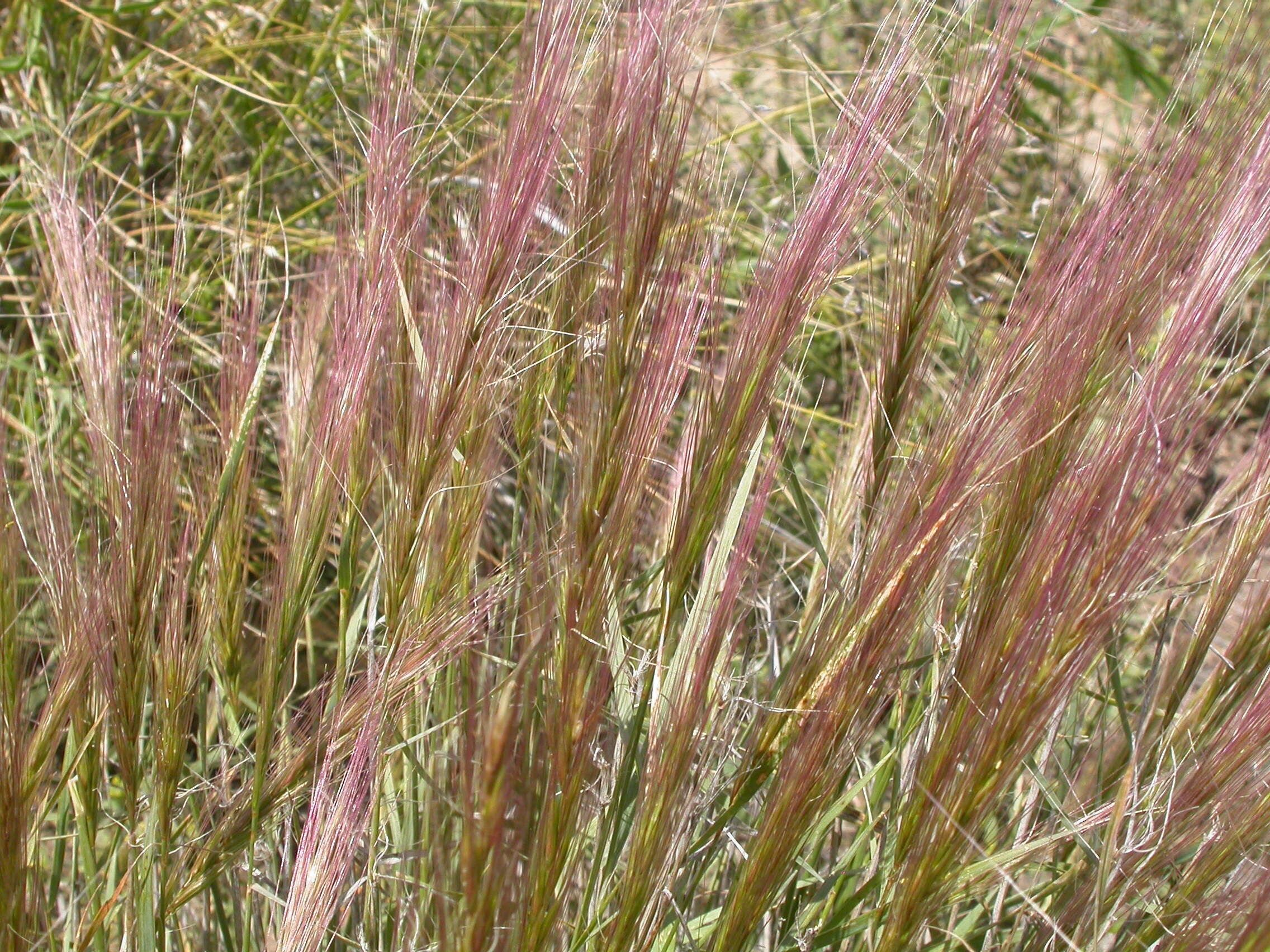 Imagem de Elymus elymoides (Raf.) Swezey